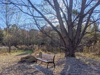 Kinder - Benches and tree off of Wildflower Trail