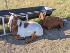 Kinder - Goats